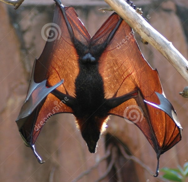 fruit-bat-wings-442926.